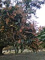 Sattari Mango Tree Garden