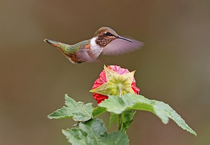 Scintillant hummingbird in flight, by Charlesjsharp