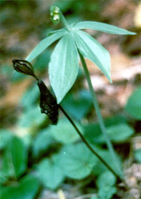 Isotria medeoloides