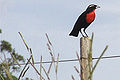 White-browed Blackbird - Polícia inglesa