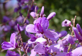 Flor de Pterodon emarginatus