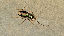 Type of beetle