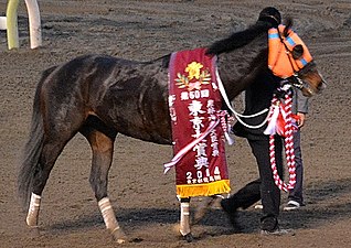 2014年冠军“北港火山”