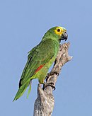 A green parrot with red-tipped wings, a yellow face and forehead, and light-blue marks above the beak