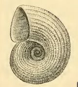 Vitrinella ponceliana.