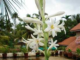 Тубероза (Polianthes tuberosa)