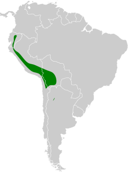 Distribución geográfica del gaucho andino.