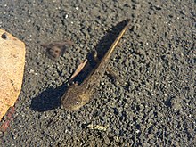 photo d'une larve de Salamandre à longs doigts