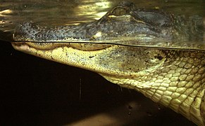 American alligator (Alligator mississippiensis).