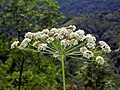 Close-up of flowers of Laserpitium latifolium