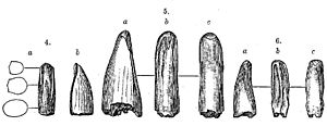 Ілюстрації зубів за Лейді та О. К. Маршем, 4 — A. mirandus 5 — «A.» amplus 6 — «A.» cristatus