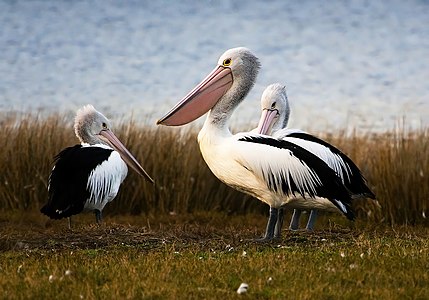 Resting Australian pelicans, by JJ Harrison