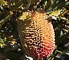 an oval pinkish flowerhead nestled among foliage