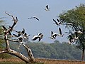 Flying off at Bharatpur, India.