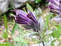 Bartsia alpina