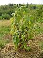 Blackcurrant plant