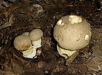 Hemileccinum impolitum