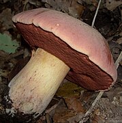 Le Bolet des loups (Rubroboletus lupinus), toxique.