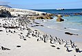 Boulders Beach Suedafrika