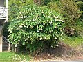 Brugmansia × candida, Mangonui, North Island, New Zealand