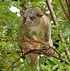 Bushy-tailed olingo