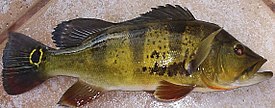 Cichla monoculus