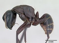 Description de l'image Camponotus herculeanus casent0173157 profile 1.jpg.