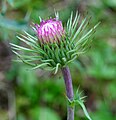 Carduus carlinaefolius