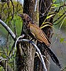 Pheasant Coucal, Queensland