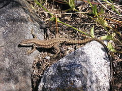 Lézard des murailles.