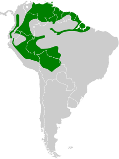 Distribuição geográfica do esmeralda-de-cauda-azul.