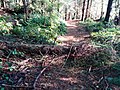 A scene along the Collinson Point Trail