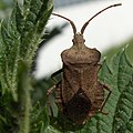 Coreus marginatus ont entre les antennes deux petites saillies, appelées tubercules antennifères, qui peuvent être utilisées pour distinguer cette espèce d'autres espèces superficiellement similaires