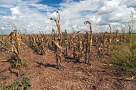 Agricultural changes. Droughts, rising temperatures, and extreme weather negatively impact agriculture. Shown: Texas, US (2013).[268]
