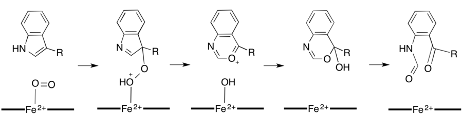 Hypothèse de l'oxydation du tryptophane par réarrangement de Criegee.