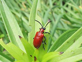 Lilioceris lilii