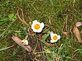 Crocus sieberi 'Bowles White'