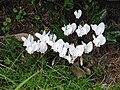 Cyclamen hederifolium 'Album'