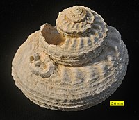A fossil gastropod from the Pliocene of Cyprus. A serpulid worm is attached.
