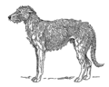 Deerhound