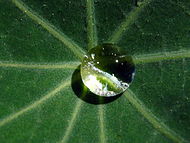 A drop of dew is cupped in the leaf of a common garden nasturtium.