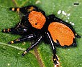 Das Männchen von Phidippus apacheanus …