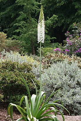 himalajanmarskinlija (Eremurus himalaicus)