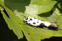 Gyászos feketemoly (Ethmia quadrillella) imágója