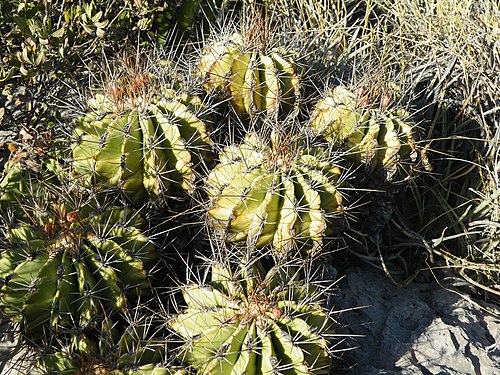 Habitat in San Luis Potosí, Mexico