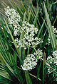 Galium litorale