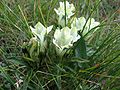 Gentiana frigida