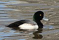 Greater scaup drake in basic plumage. Note typical head shape; green sheen visible on neck.