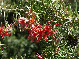 Grevillea juniperina