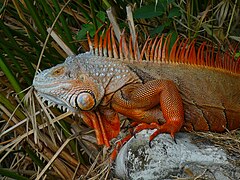 Iguana iguana